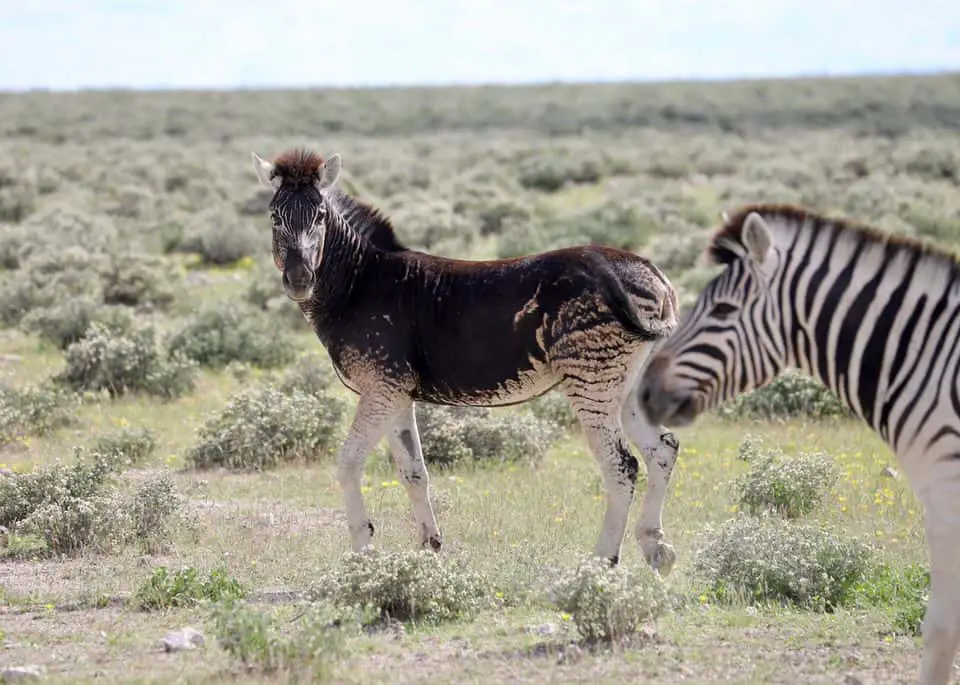 Safari im Etosha Nationalpark: Selbstfahrer oder geführte Tour?