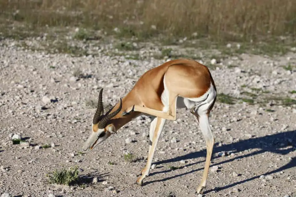 Safari im Etosha Nationalpark: Selbstfahrer oder geführte Tour?