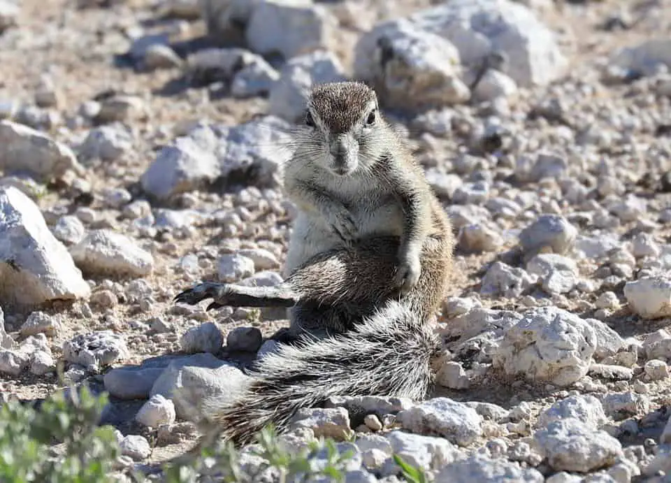 Safari im Etosha Nationalpark: Selbstfahrer oder geführte Tour?