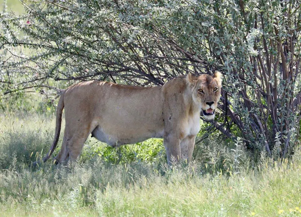 Safari im Etosha Nationalpark: Selbstfahrer oder geführte Tour?