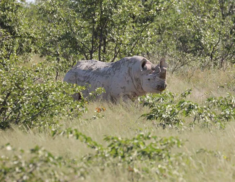 Safari im Etosha Nationalpark: Selbstfahrer oder geführte Tour?