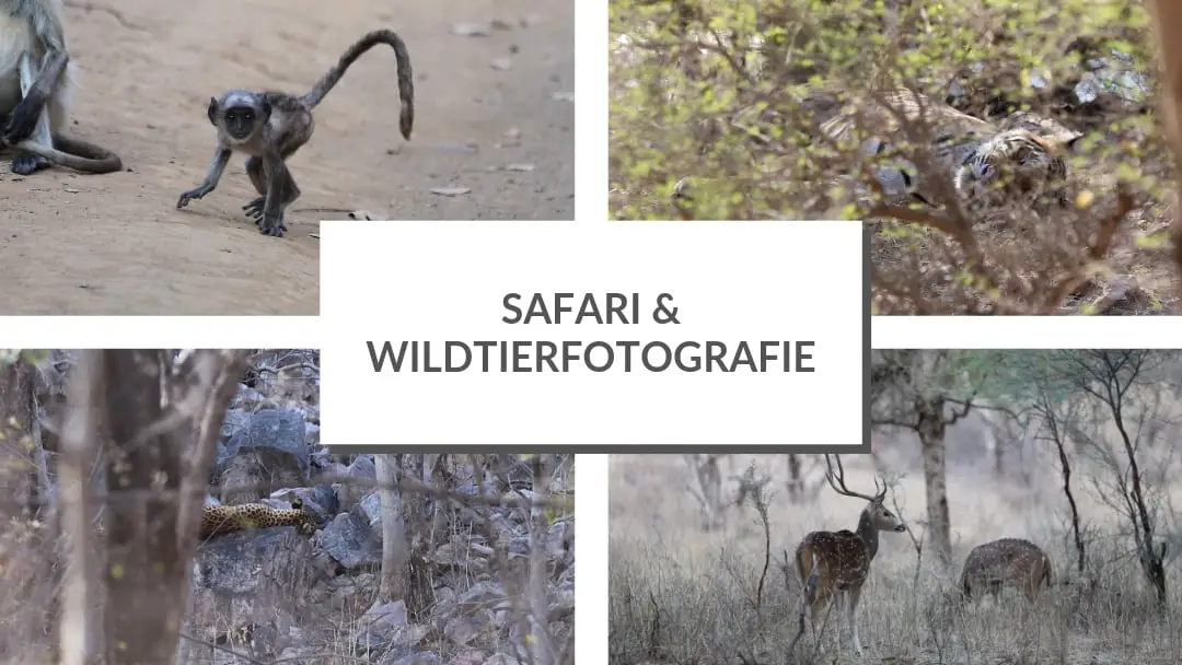 Fotografieren auf Reisen: Safari und Wildtierfotografie