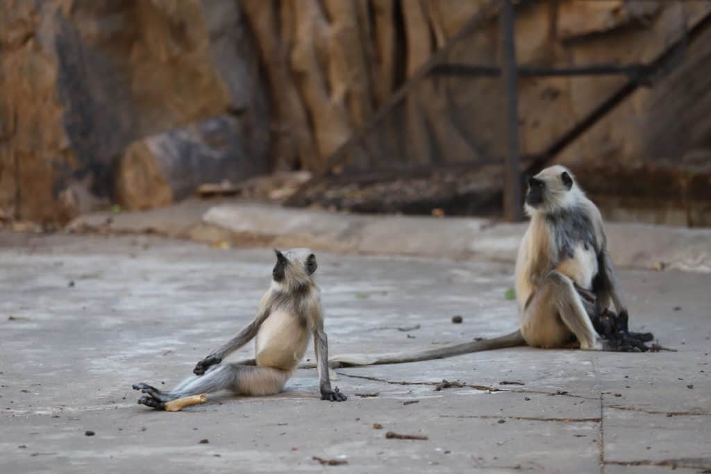 Indien: Auf Tiger Safari im Ranthambore Nationalpark