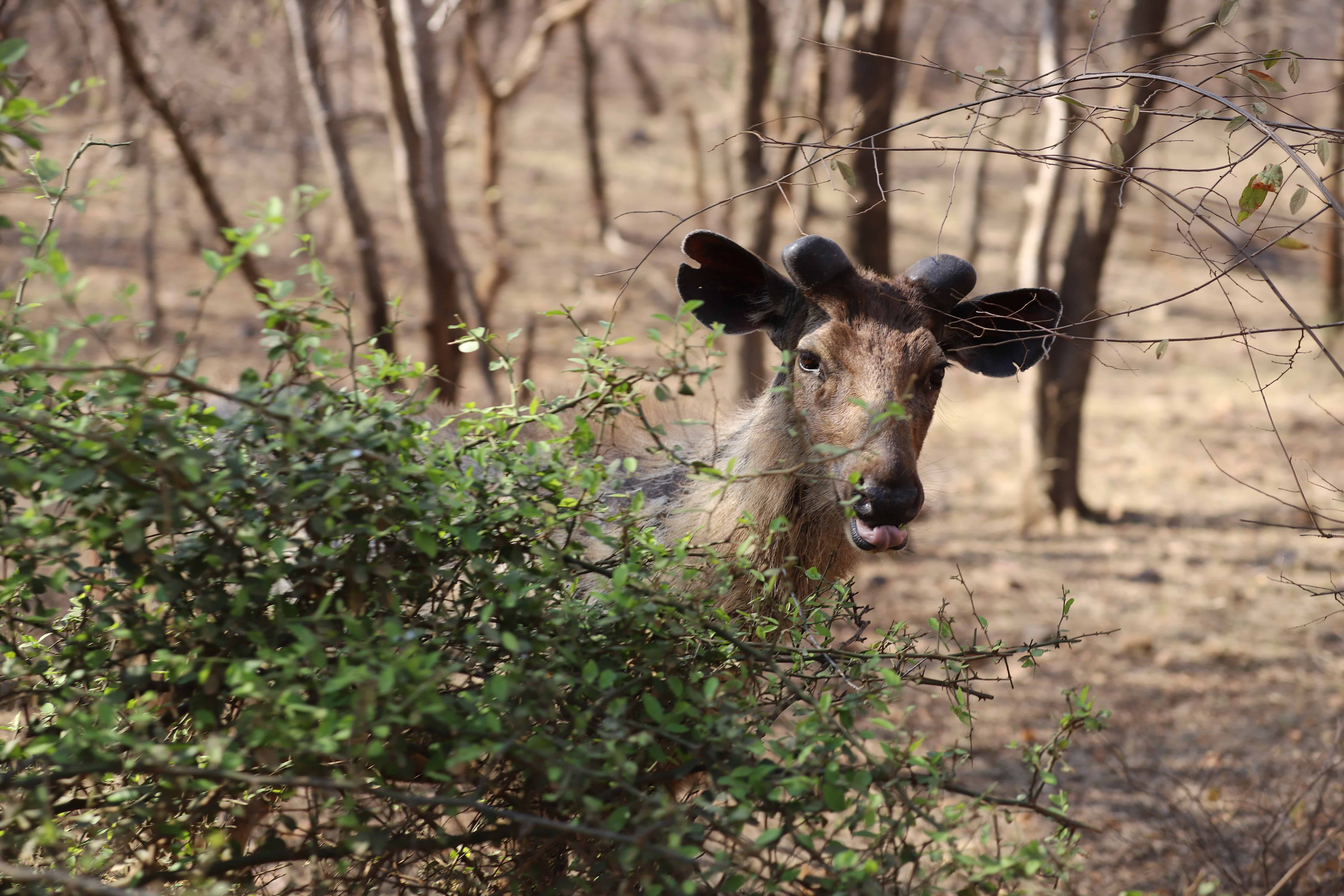 Fotografieren auf Reisen: Safari und Wildtierfotografie