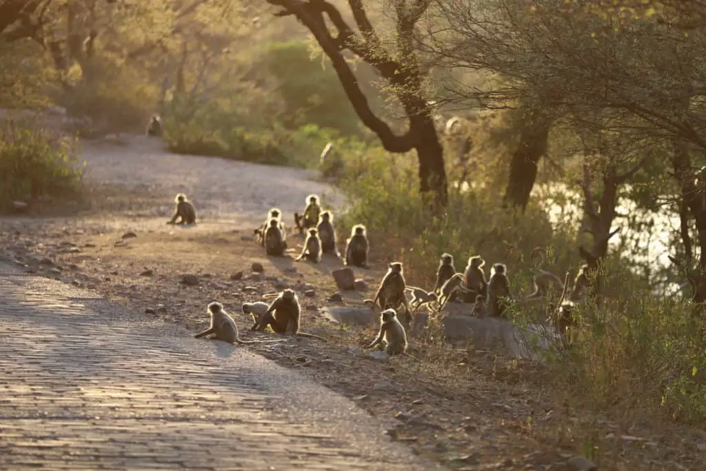 Indien: Auf Tiger Safari im Ranthambore Nationalpark