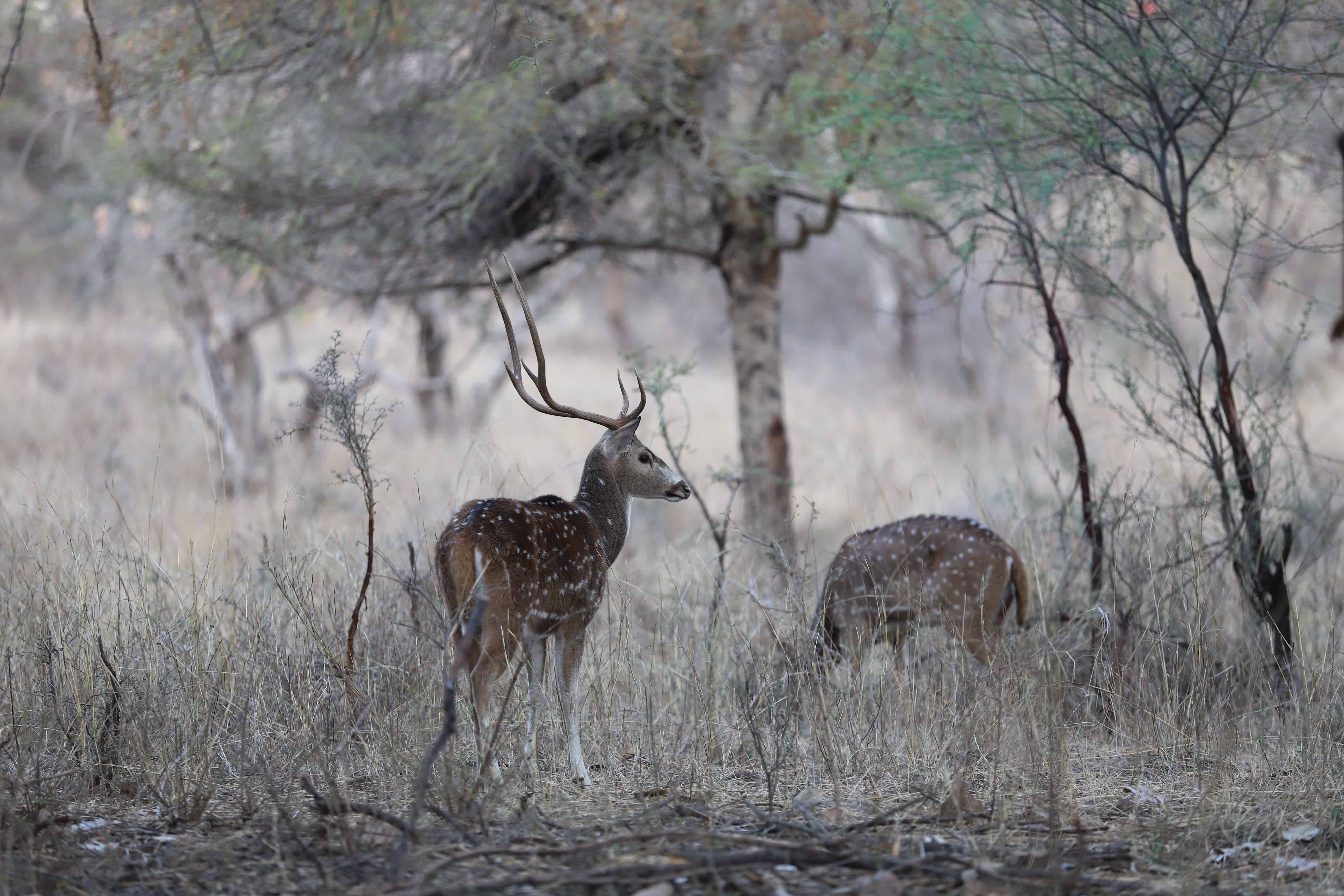 Fotografieren auf Reisen: Safari und Wildtierfotografie