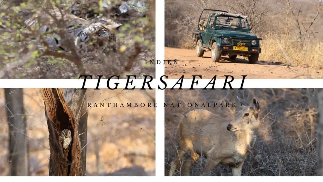 Indien: Auf Tiger Safari im Ranthambore Nationalpark