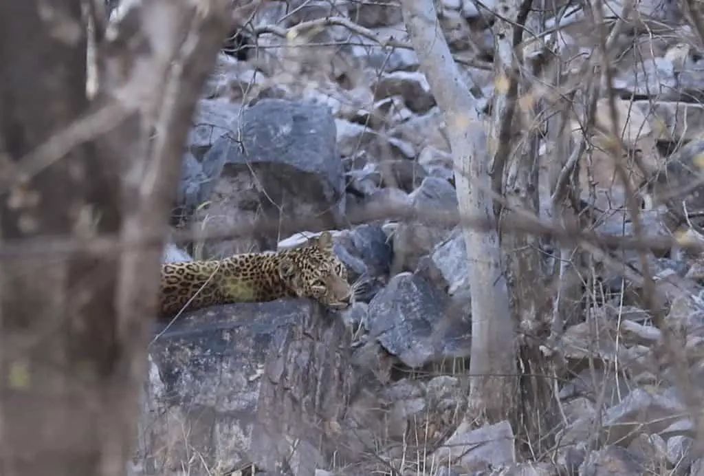 Indien: Auf Tiger Safari im Ranthambore Nationalpark