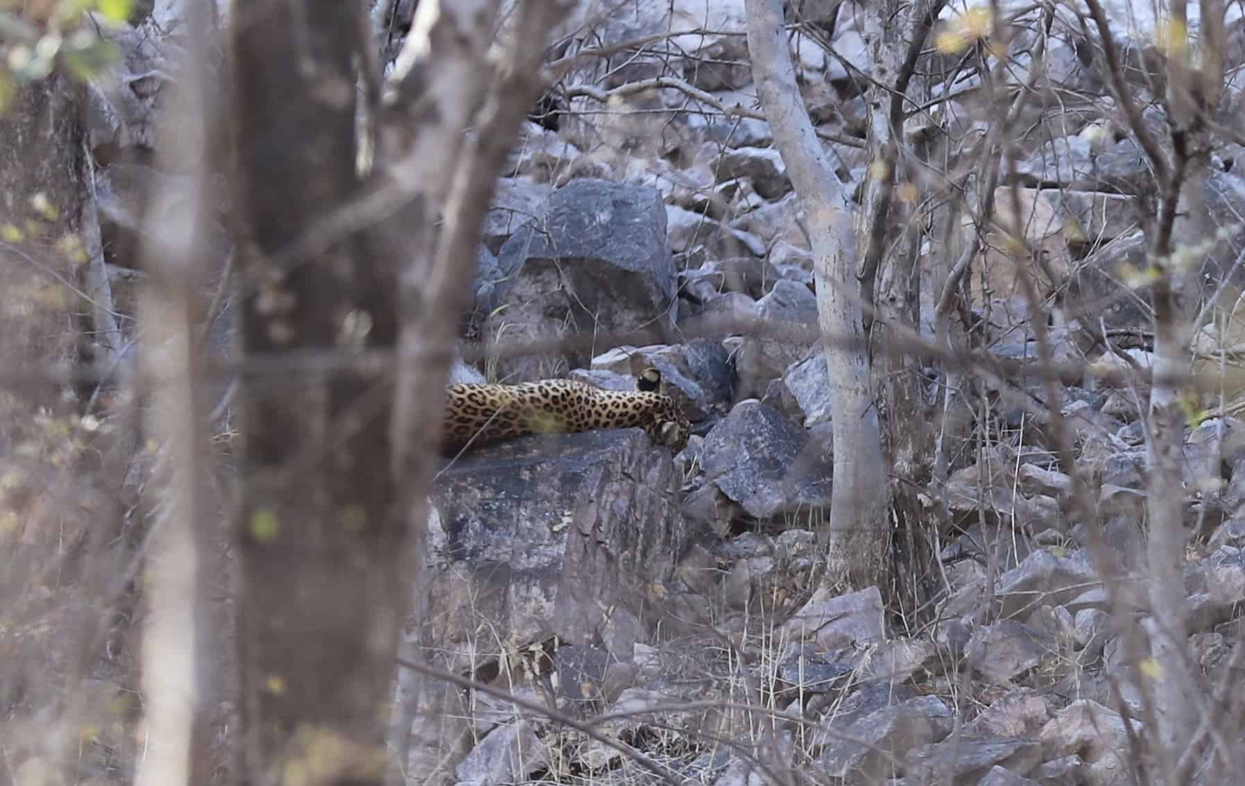 Fotografieren auf Reisen: Safari und Wildtierfotografie