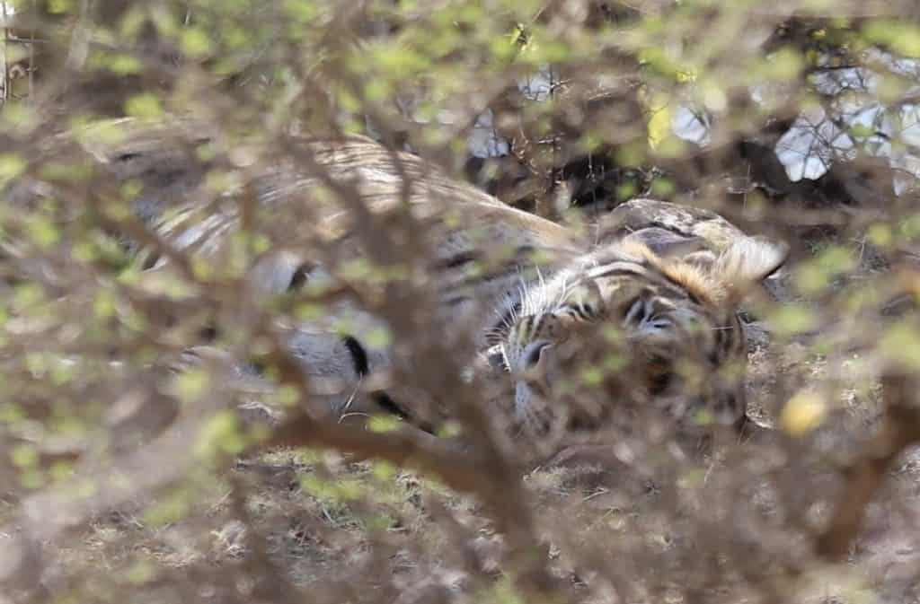 Indien: Auf Tiger Safari im Ranthambore Nationalpark