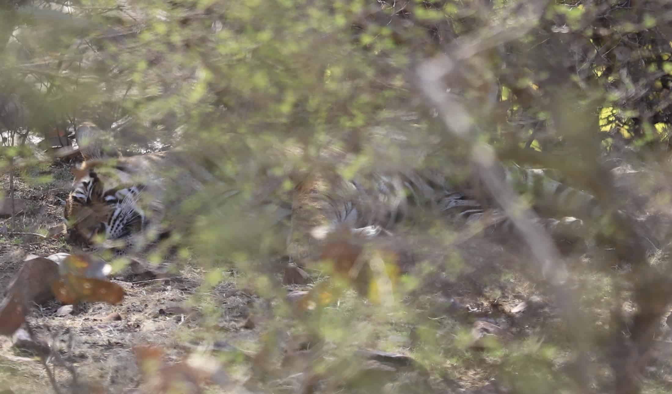 Fotografieren auf Reisen: Safari und Wildtierfotografie