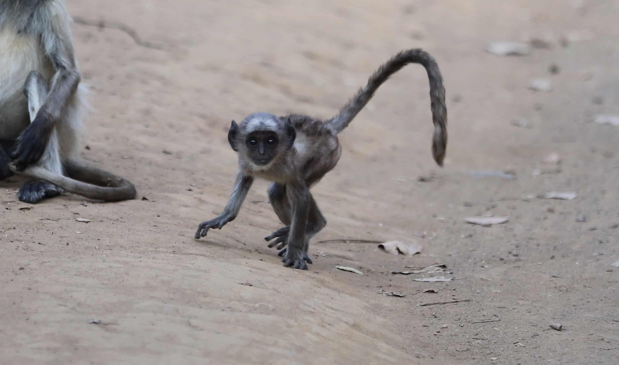 Fotografieren auf Reisen: Safari und Wildtierfotografie