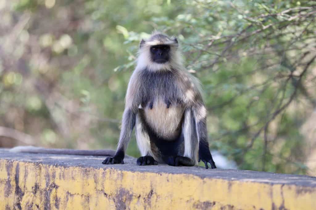 Indien: Auf Tiger Safari im Ranthambore Nationalpark