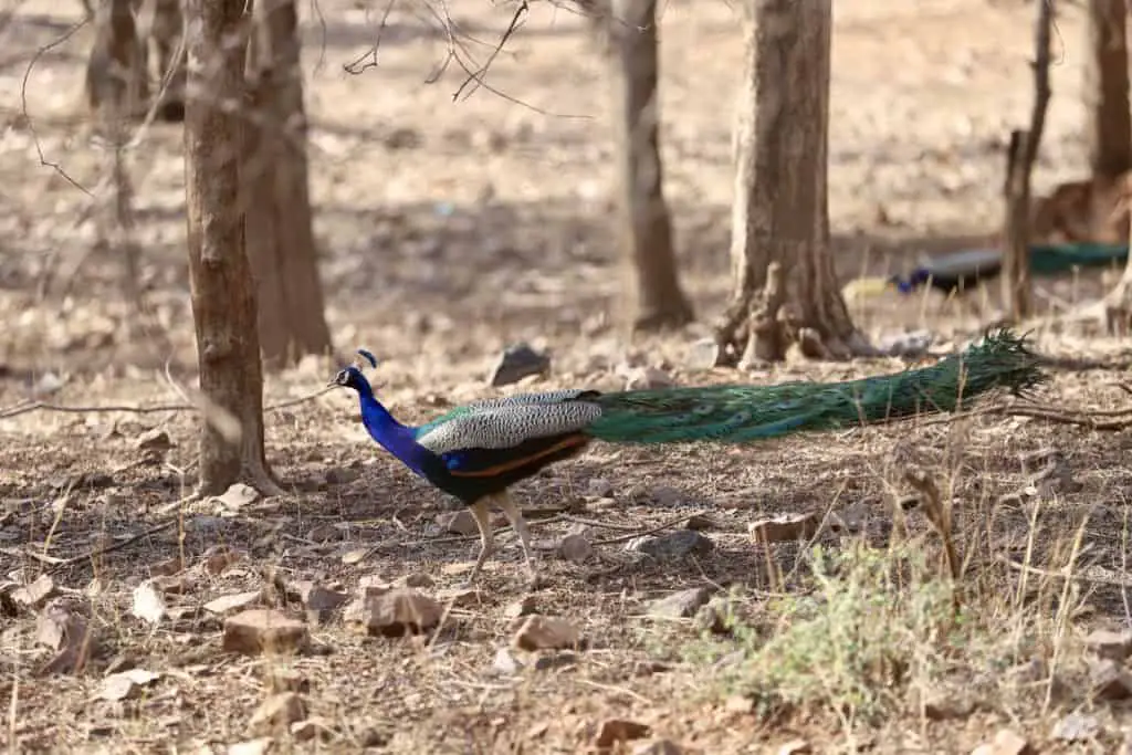 Indien: Auf Tiger Safari im Ranthambore Nationalpark