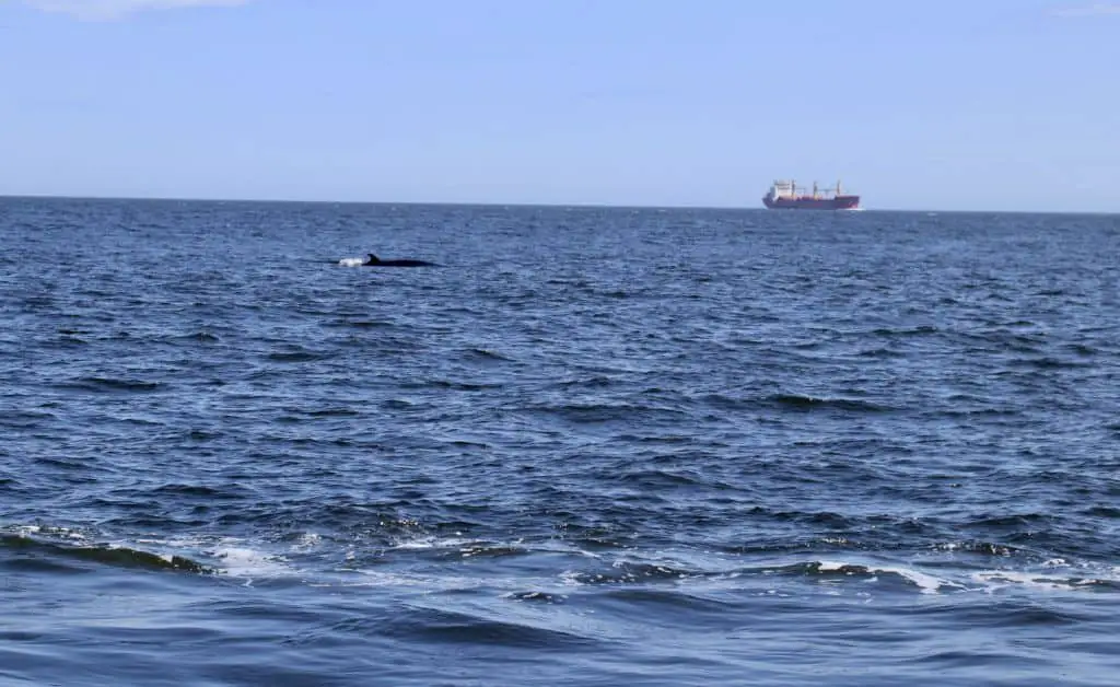 Kanada: Walbeobachtung in Québec