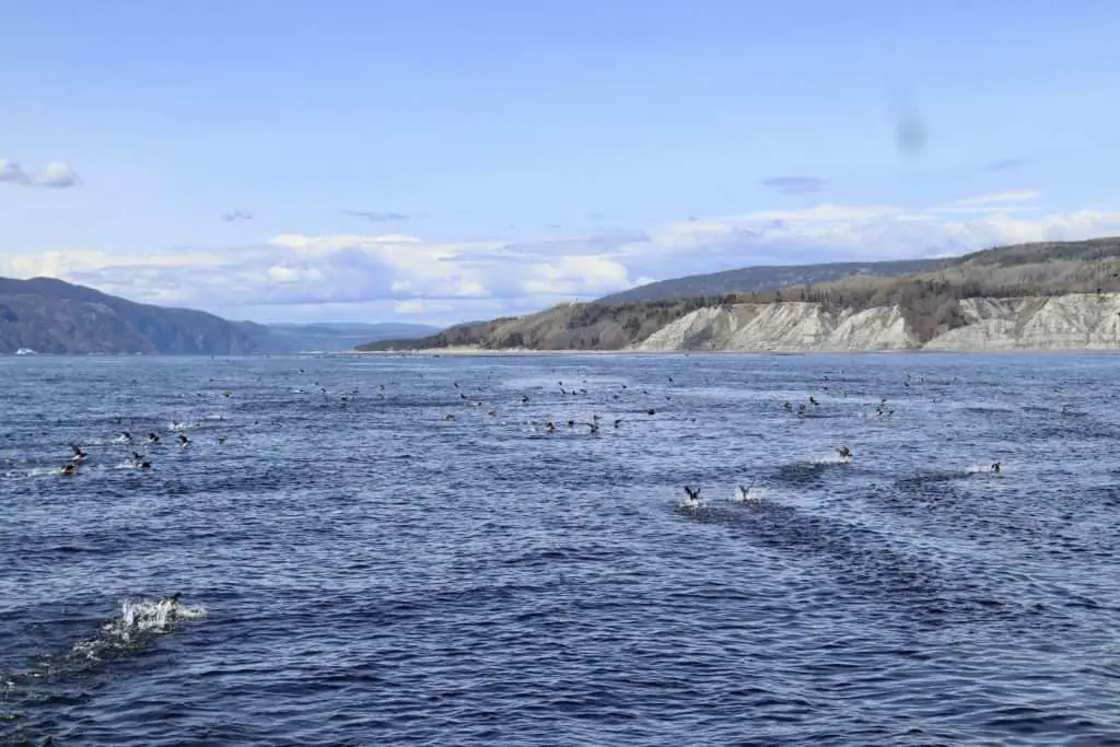 Kanada: Walbeobachtung in Québec