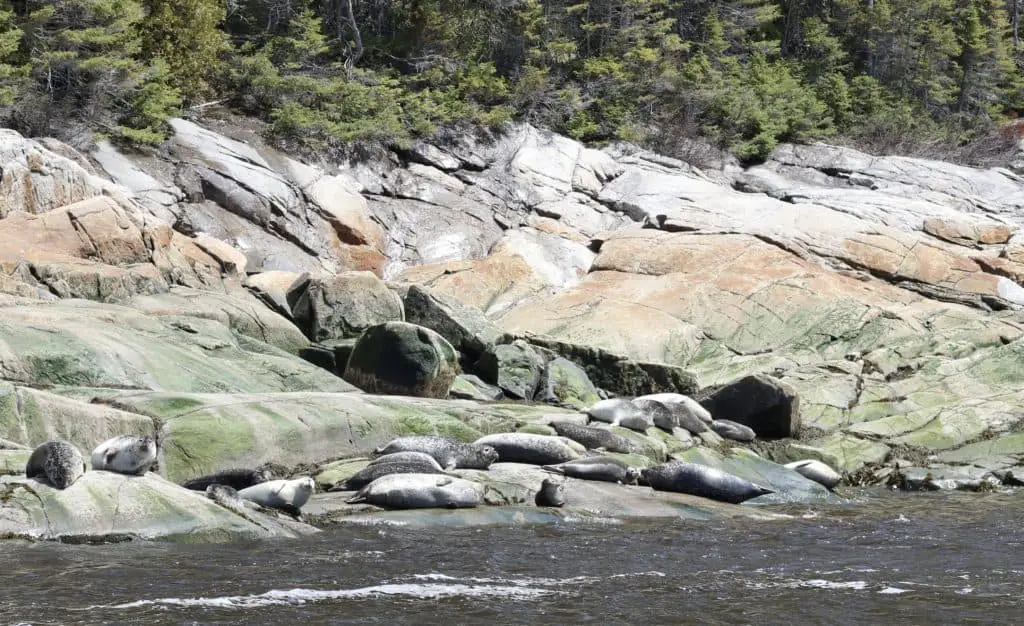 Kanada: Walbeobachtung in Québec