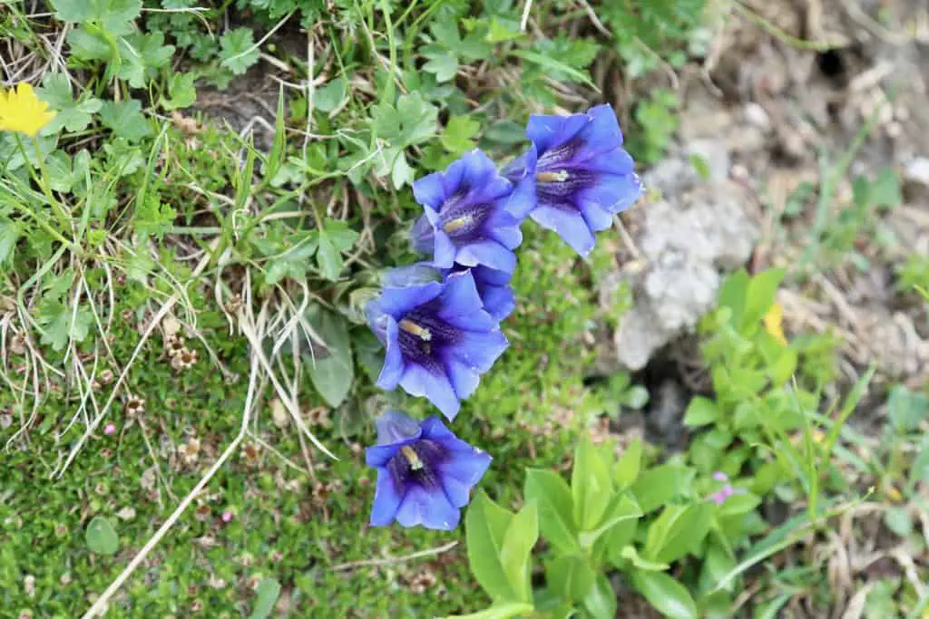 Wandern in den Alpen: Weitwanderweg Innsbruck Trek