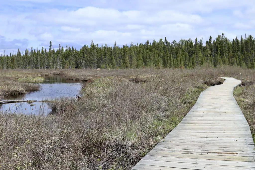 Spruce Bog Boardwalk Algonquin Provincial Park