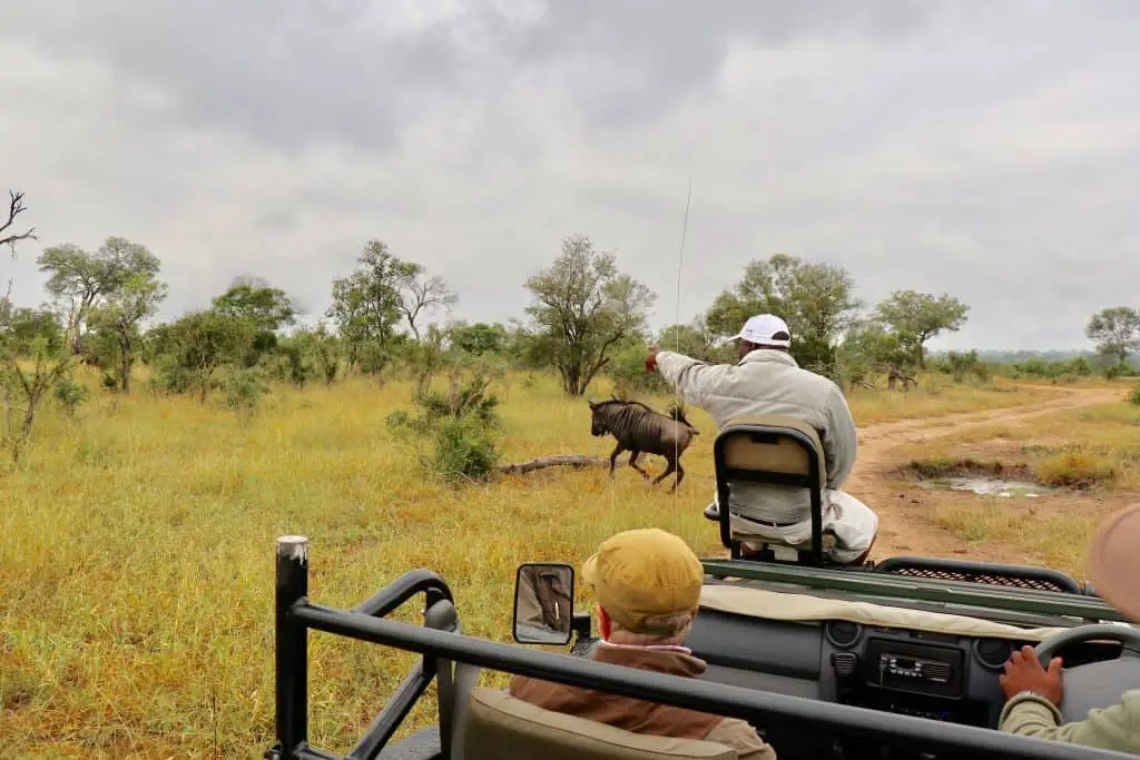 Südafrika Safari planen: Infos & Tipps zu Parks, Lodges, Reisezeit, Kosten...