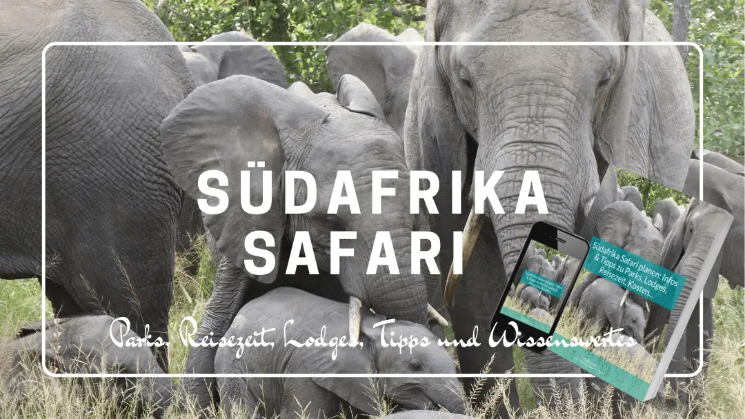 Südafrika Safari planen: Infos & Tipps zu Parks, Lodges, Reisezeit, Kosten...