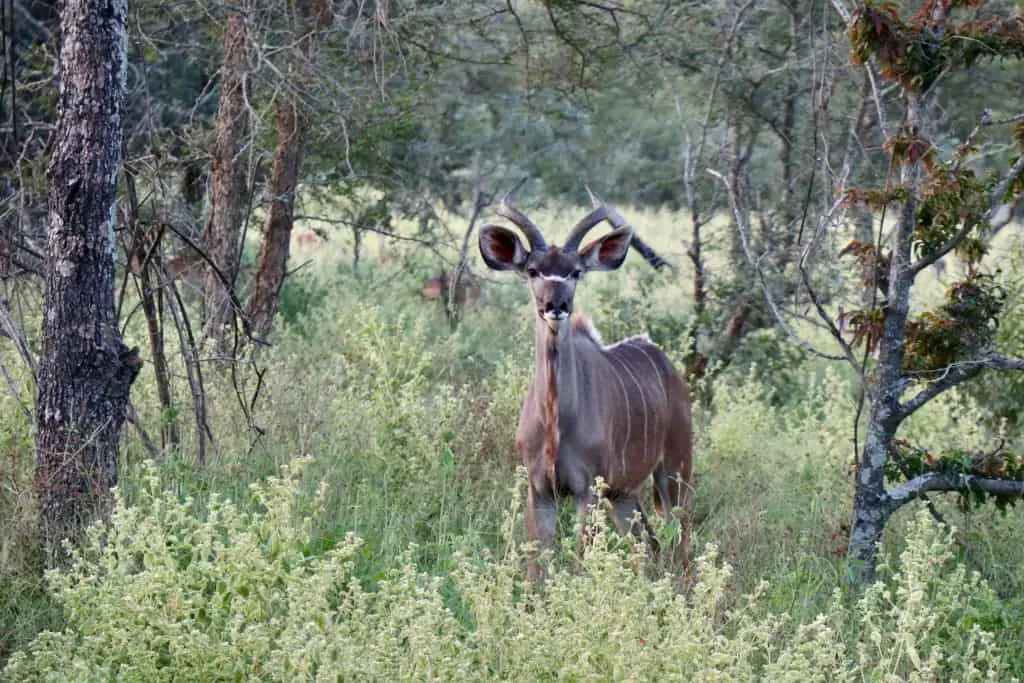 Südafrika Safari planen: Infos & Tipps zu Parks, Lodges, Reisezeit, Kosten...