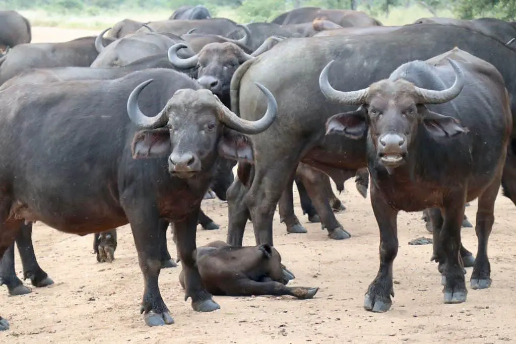 Südafrika Safari planen: Infos & Tipps zu Parks, Lodges, Reisezeit, Kosten...