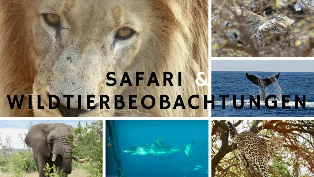 Safari und Wildtierbeobachtungen weltweit