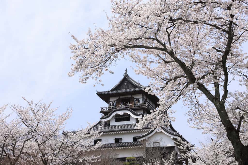 Die schönsten Kirschblüten Orte in Japan