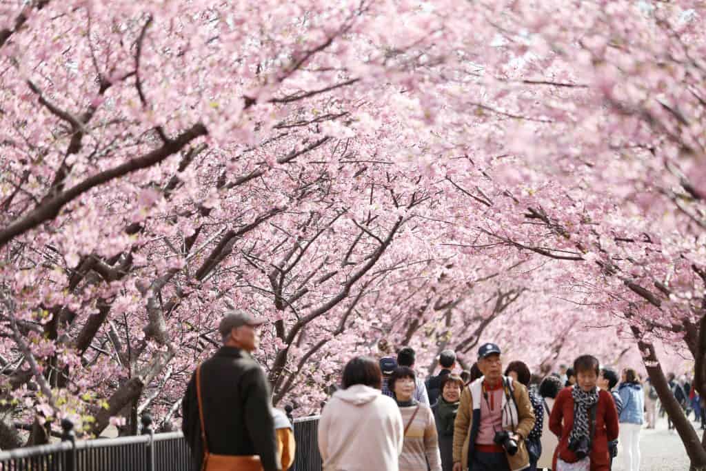 Die schönsten Kirschblüten Orte in Japan