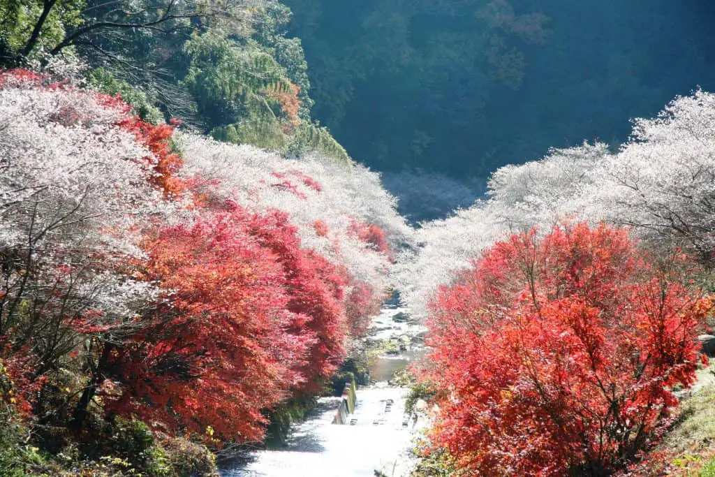 Die schönsten Kirschblüten Orte in Japan + Reisetipps