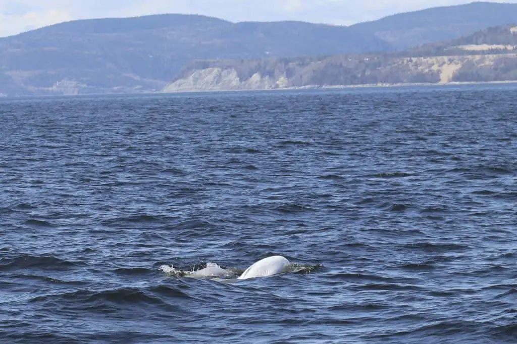 Guide To Whale Watching in Tadoussac, Canada