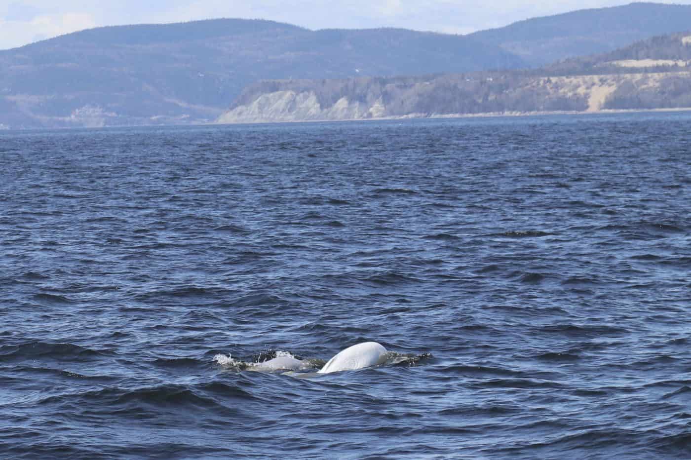 beluga whale with baby in Tadoussac Canada
