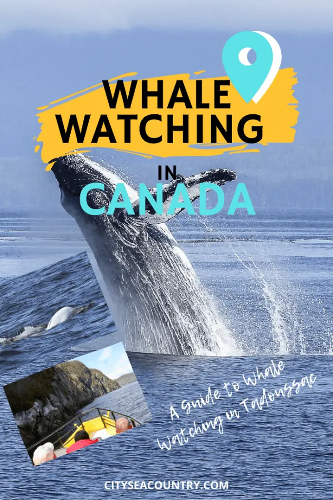 Guide To Whale Watching in Tadoussac, Canada