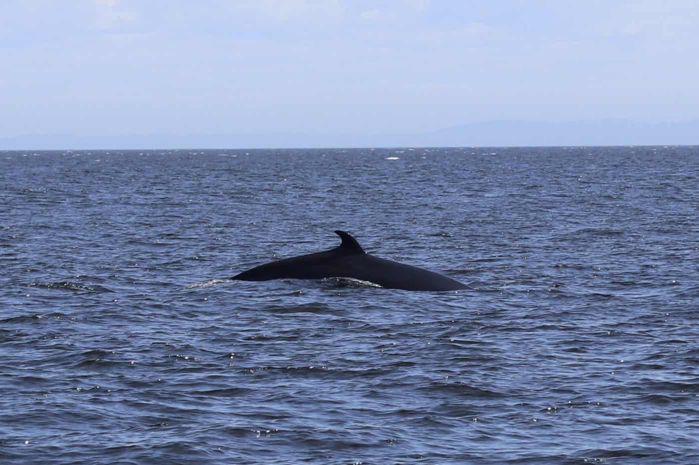 Guide To Whale Watching in Tadoussac, Canada