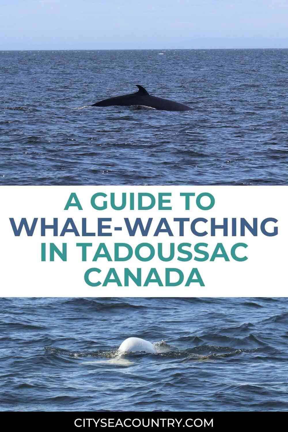 Guide To Whale-Watching In Tadoussac Canada
