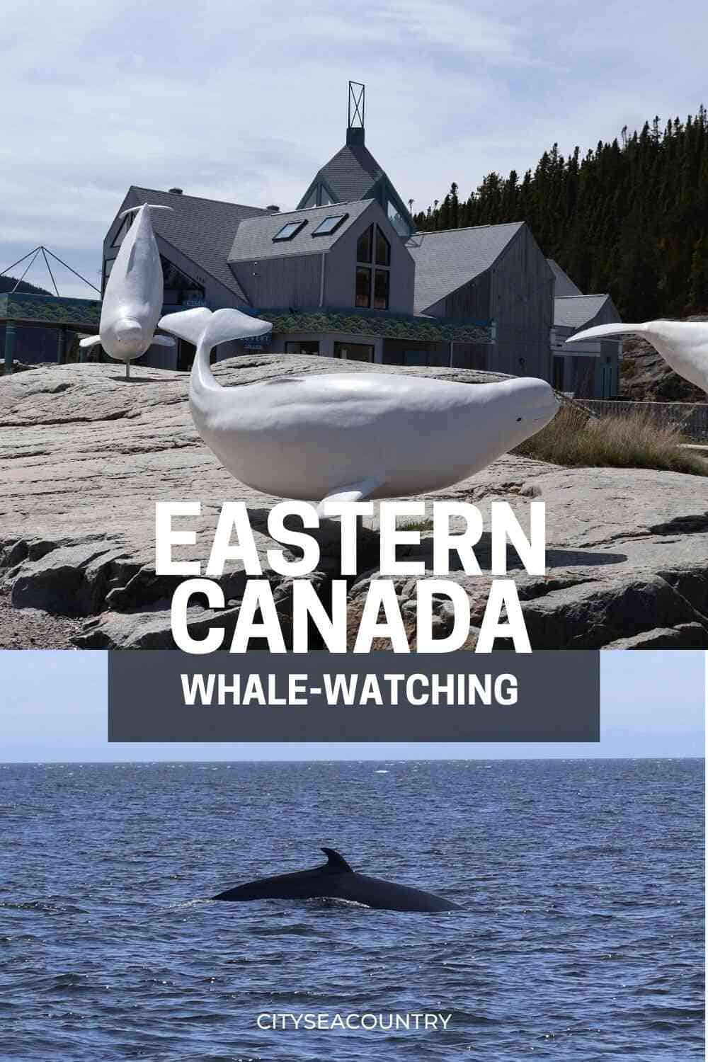 Guide To Whale-Watching In Tadoussac Canada