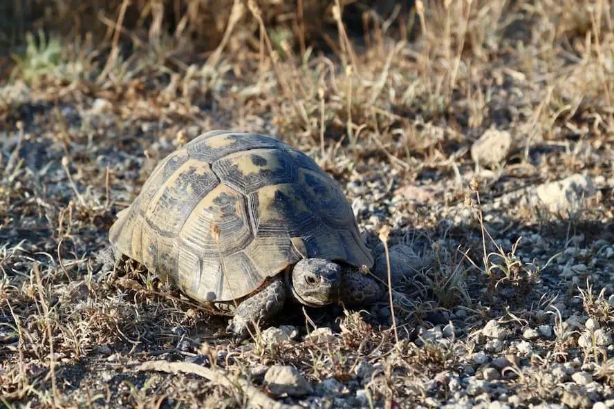 Ausflugsziele Kos: Das sind die besten Kos Ausflüge