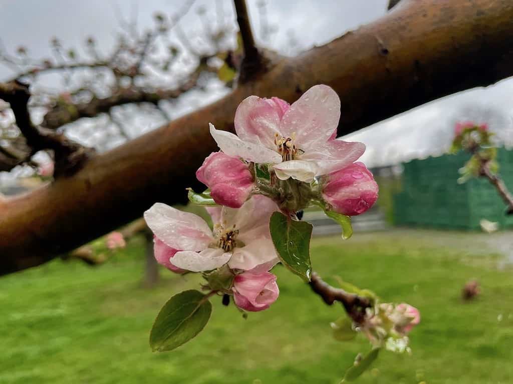 Apfelblüte Steirische Apfelstraße