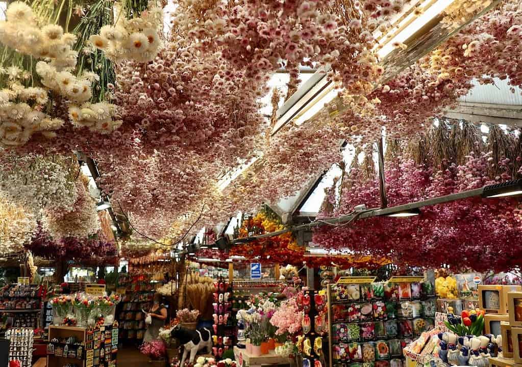 ein tag in Amsterdam schwimmender Blumenmarkt