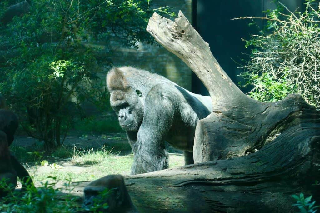Gorilla im Amsterdam Zoo