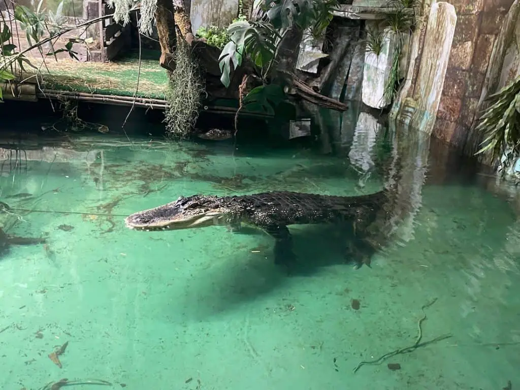 crocodile floating at the reptile zoo in Fussen Germany