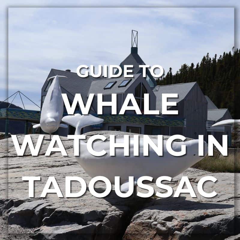 tadoussac whale watching