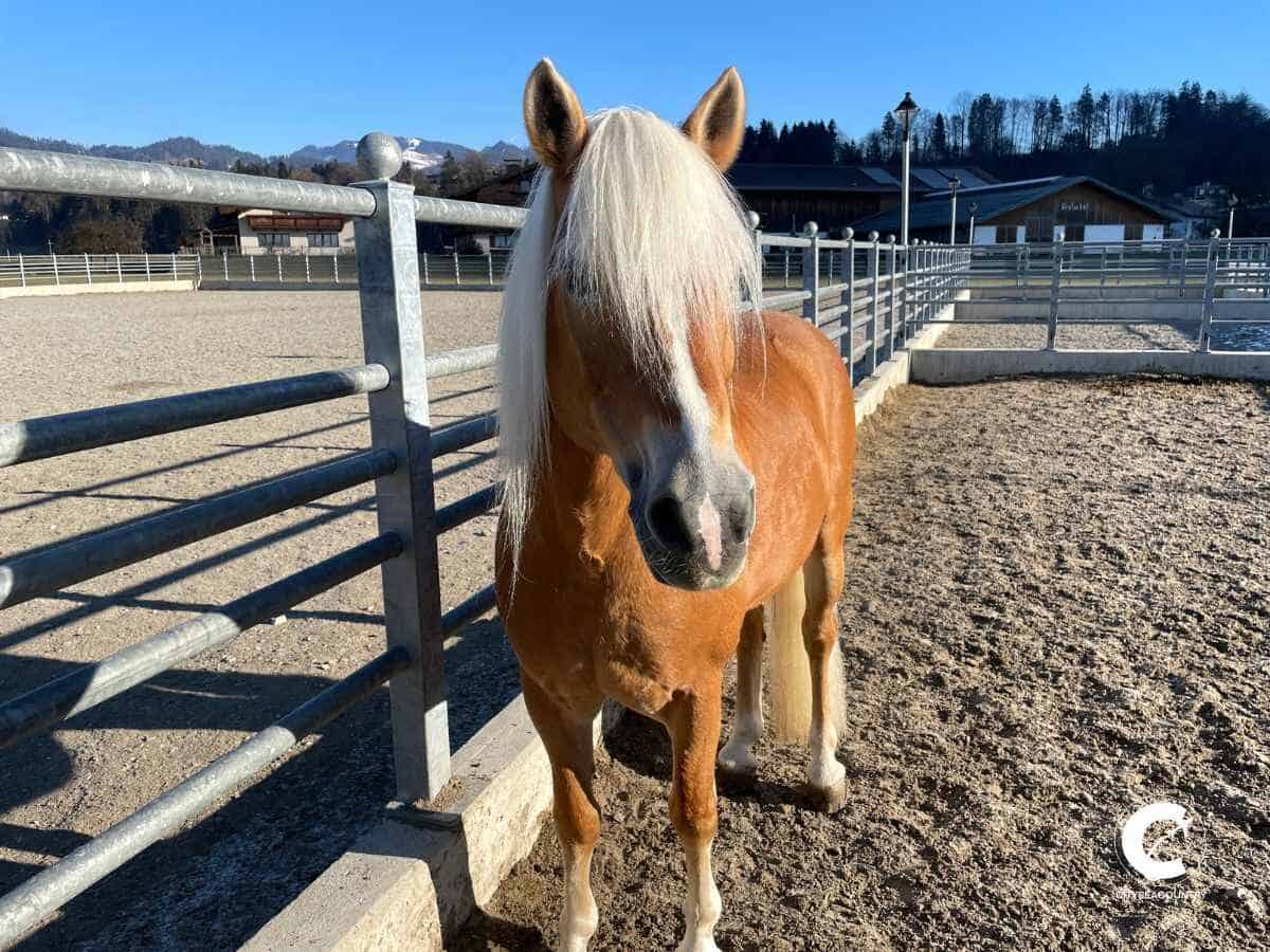 Haflinger in Koppel bei Sonnenschein am Fohlenhof Ebbs Haflingergestüt im Kufsteinerland
