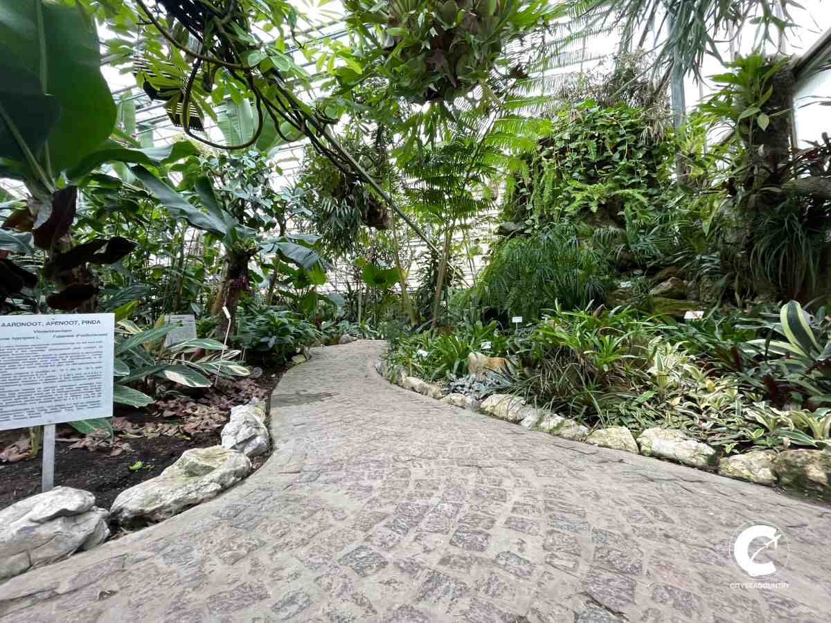 Blick auf das Tropenhaus im Botanischen Garten in Leuven mit üppigen Grünpflanzen und einem grau gepflasterten Weg