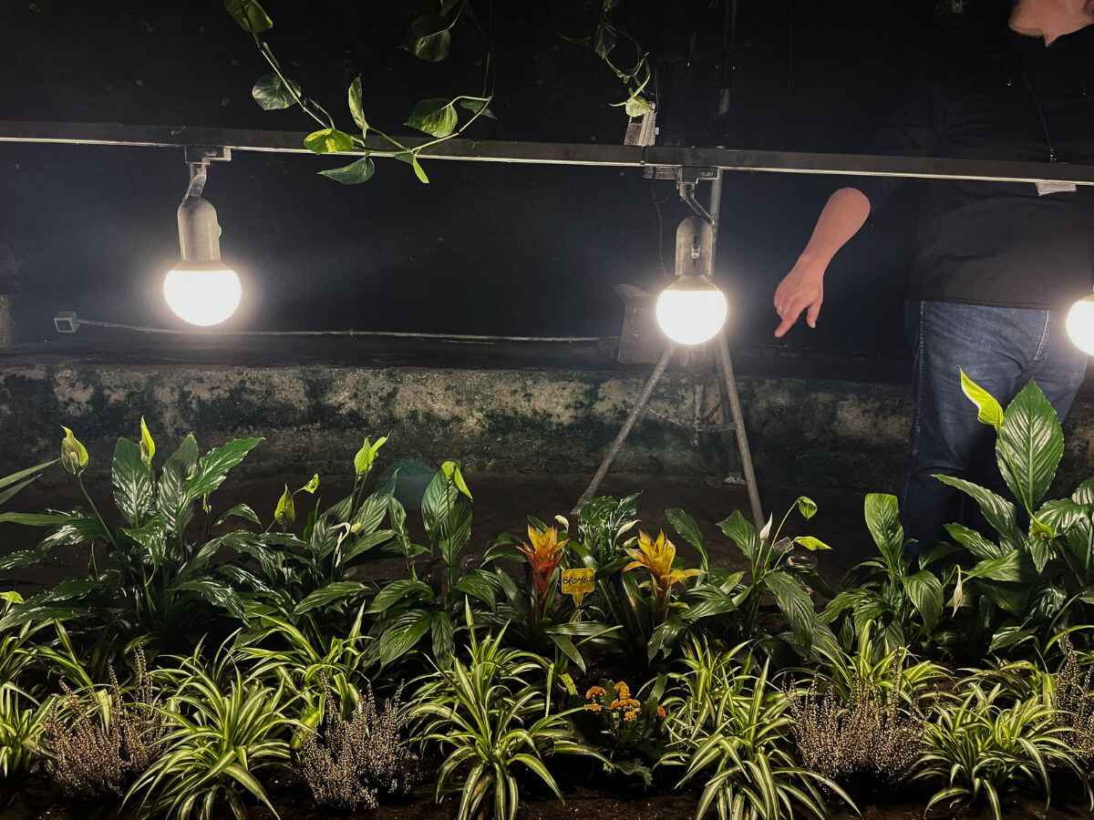 Blick auf Pflanzen und Blumen, welche von Lampen beleuchtet im Untergrundtunnel wachsen.