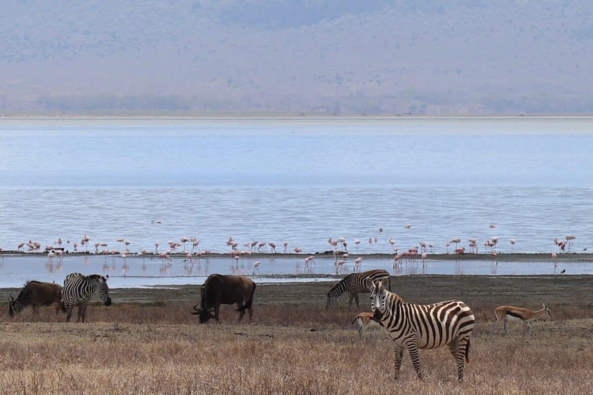 Ngorongoro Krater in Tansania, mit Zebras, Gnus und Flamingos vor dem Salzwassersee.
