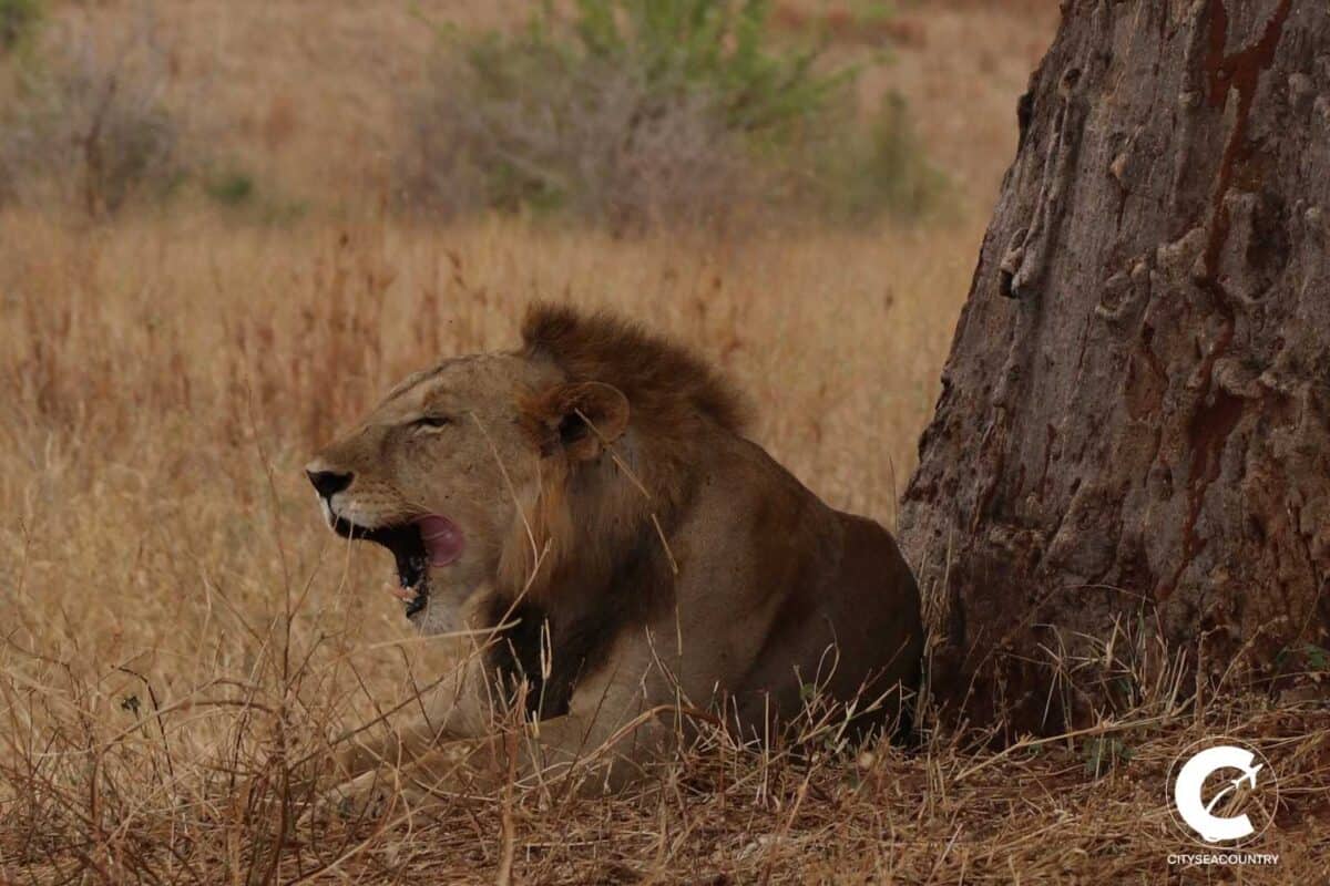planning a safari and island stay in Tanzania