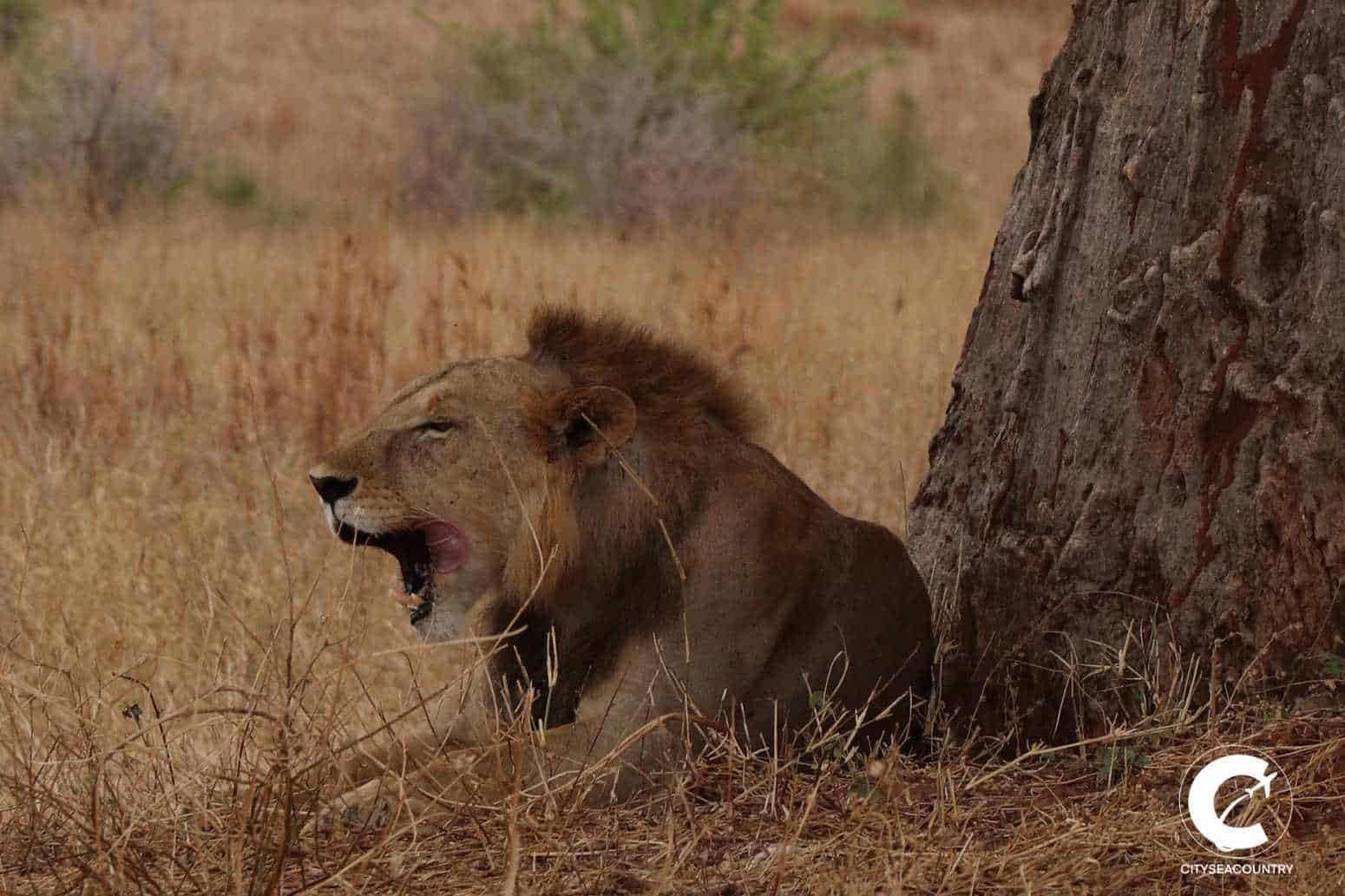 planning a safari and island stay in Tanzania