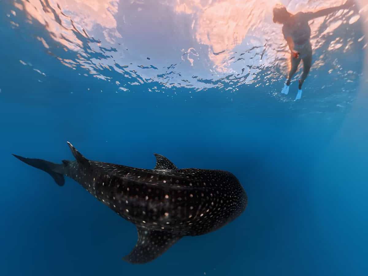 Author Christina snorkeling while a whale shark swims beneath her.